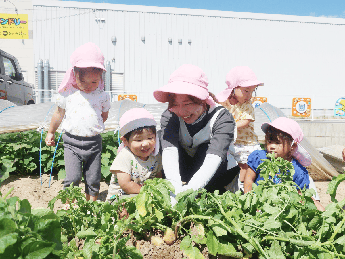 野菜の収穫をする先生と園児たち